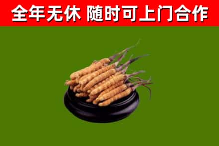 阜宁县回收冬虫夏草